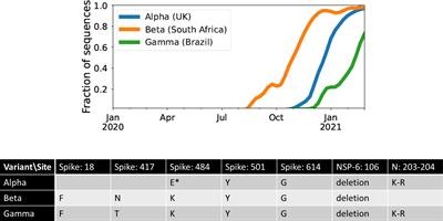 Investigating the evolutionary origins of the first three SARS-CoV-2 variants of concern